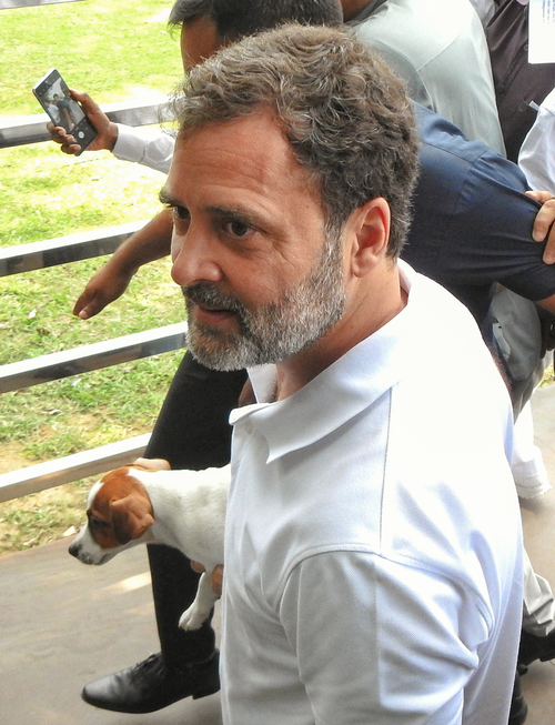 Rooted in scientific reasoning: LoP Rahul Gandhi welcomes modified SC order on stray dogs