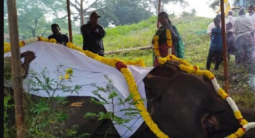 Retired TN ‘Kumki’ elephant 'Moorthy' dies in rehabilitation camp