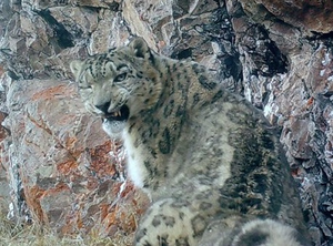 Himachal home to 75 snow leopards, says five-year scientific estimation