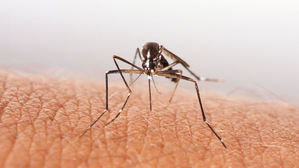 Dengue