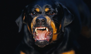 Rottweiler