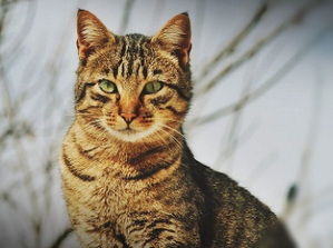 Photo for representation