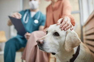 Weird bacterium behind mystery respiratory illness among dogs in US: Report