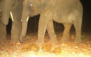 Elephant dung to keep leopards at bay in UP