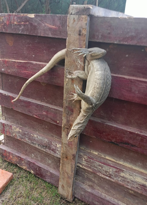 Bengal Monitor Lizard rescued in Agra