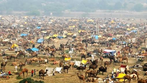 Sonepur animal fair