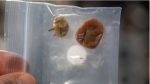 NASA shares ‘saucy story of two rogue tomatoes’ lost in space for 8 months