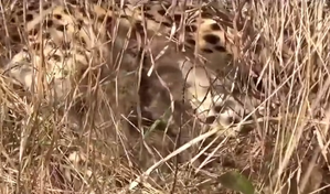 Namibian cheetah becomes hope for success of 'Project Cheetah', delivers 3 three cubs again