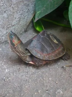 Turtles, rescued from poachers, released into Gomti River in Lucknow