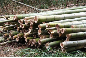 प्रतीकात्मक तस्वीर