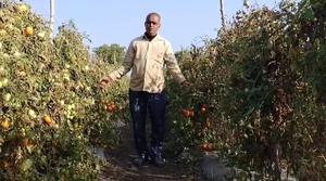 प्रधानमंत्री कृषि सिंचाई योजना: एमपी में पारंपरिक खेती छोड़ किसान ने अपनाई “पर ड्राप मोर क्रॉप” स्कीम, कमाई हुई दो गुने से ज्यादा