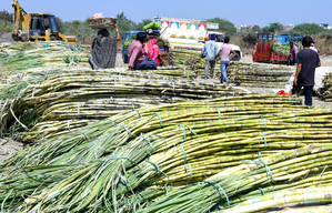 India's sugar production to rise 18 pc YoY, exports likely to touch 2 million in next season