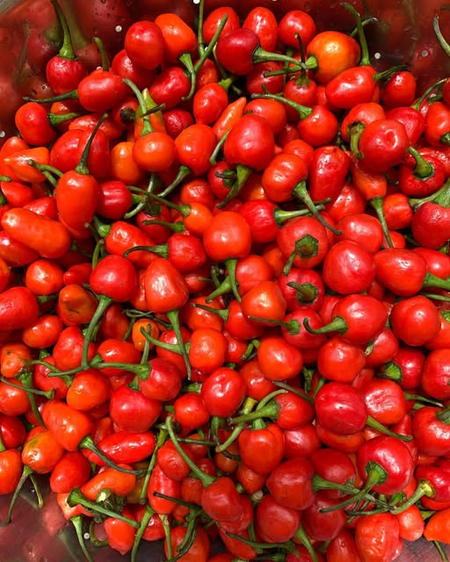 15,000 kg of GI-tagged Dalle Chilly exported from Sikkim to the Solomon Islands: Centre