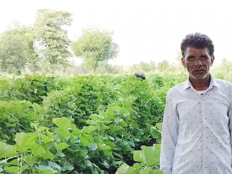 Madhya Pradesh: Farmers in Jhabua reap benefits from PM-KISAN scheme