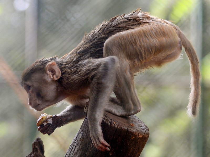 Nepal's Monkey Drive