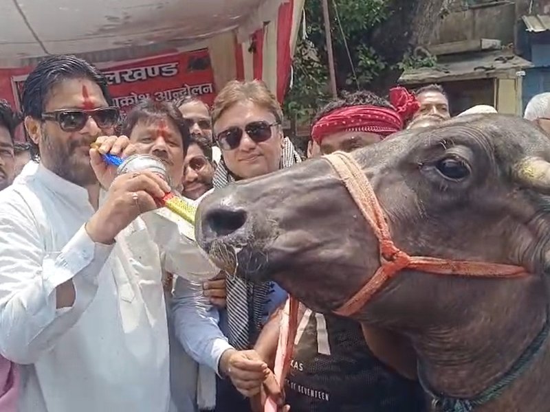 Dramatic protest in Jhansi: Chains, placards, and a buffalo lead power outage outcry