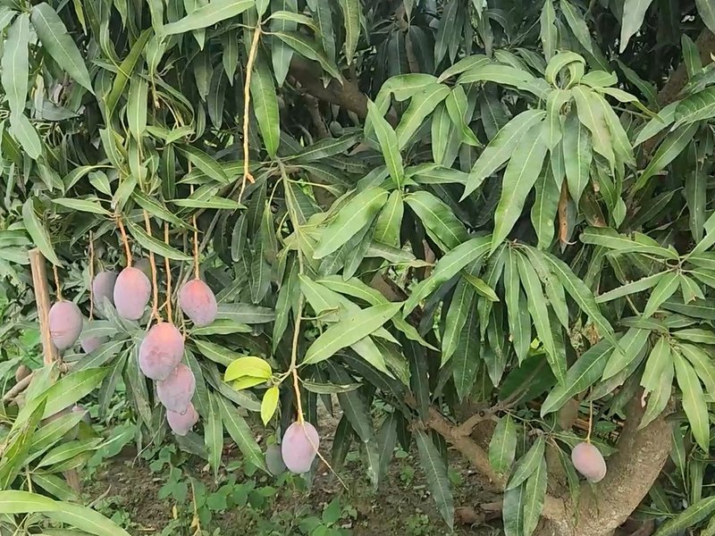 Patriotism in every bite: ‘Sindoor’ mango launched to salute soldiers and PM Modi
