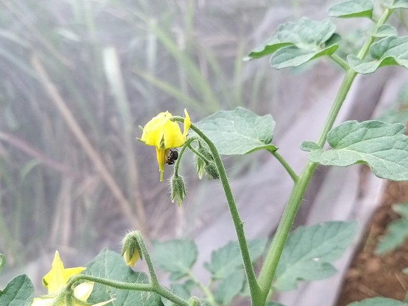 Stingless bee species found by Nagaland University researchers may boost crop yield, quality