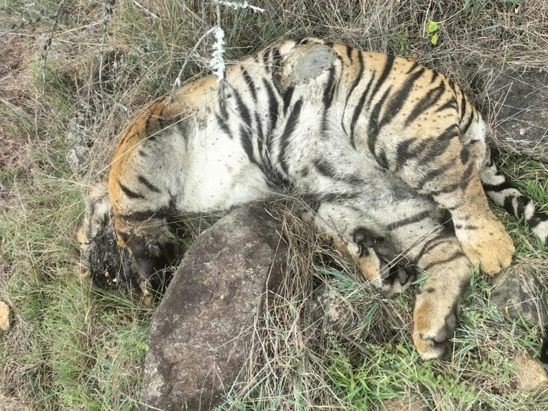 Death of 5 tigers: Three arrested for poisoning big cats in revenge for cow's killing
