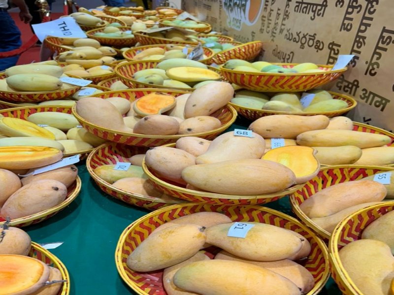 Delhi: NDMC's 2-day ‘Khaas-ye-Aam’ mango festival from July 5