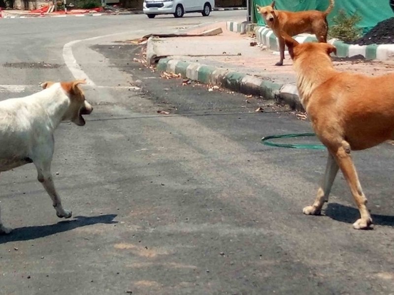 Gujarat’s stray dogs menace: Two mauled to death in Surat and Surendranagar