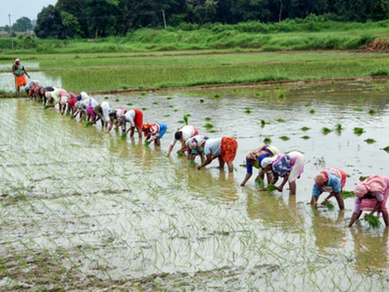Farmers in Bihar, Jharkhand welcome PM Dhan-Dhaanya Krishi Yojana, call it game changer