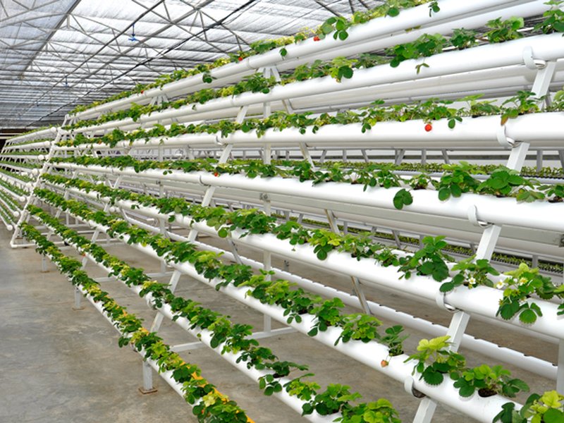 Jain Irrigation System's net profit falls 60 pc sequentially to Rs 11 crore in Q1