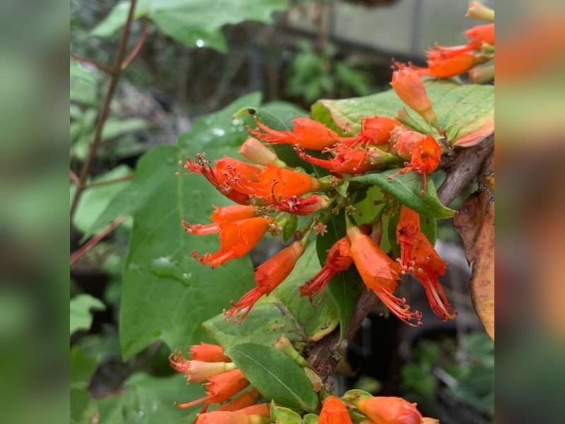 गठिया-अल्सर जैसी बीमारियों में आराम देने वाले धातकी के वैज्ञानिक और आयुर्वेदिक फायदे