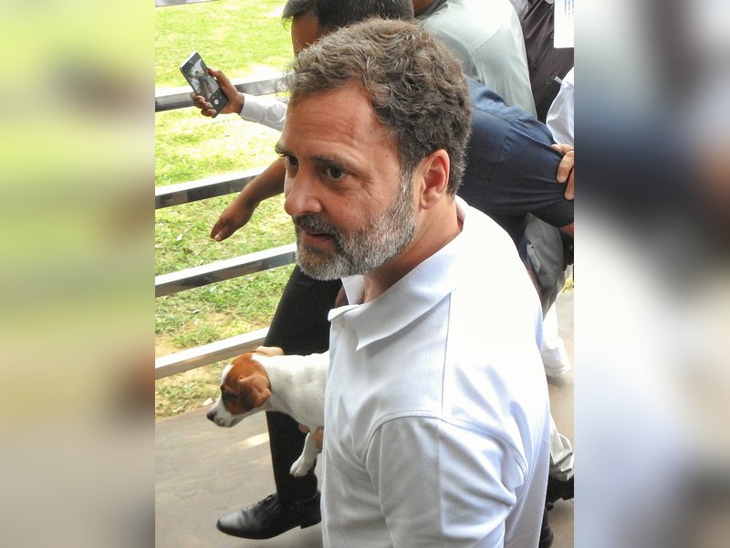 Step back from decades of humane, science-backed policy: Rahul Gandhi on SC order to remove all stray dogs