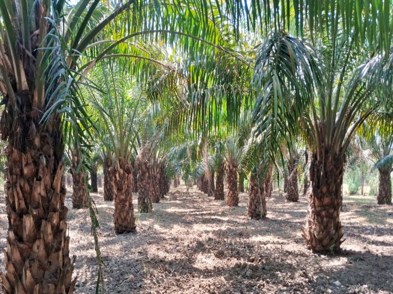 Gujarat leads in oil palm drive with over 1,000 MT annual production: Govt