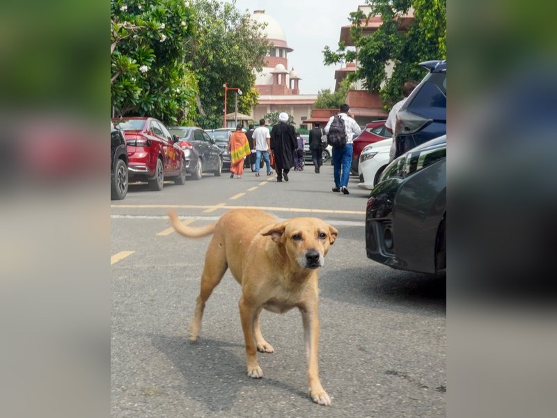 SC relaxes ‘too harsh’ directions on stray dogs, prohibits public feeding (Lead)