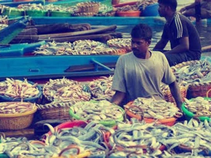 US tariff's lead to slash in seafood production by 50 pc in TN