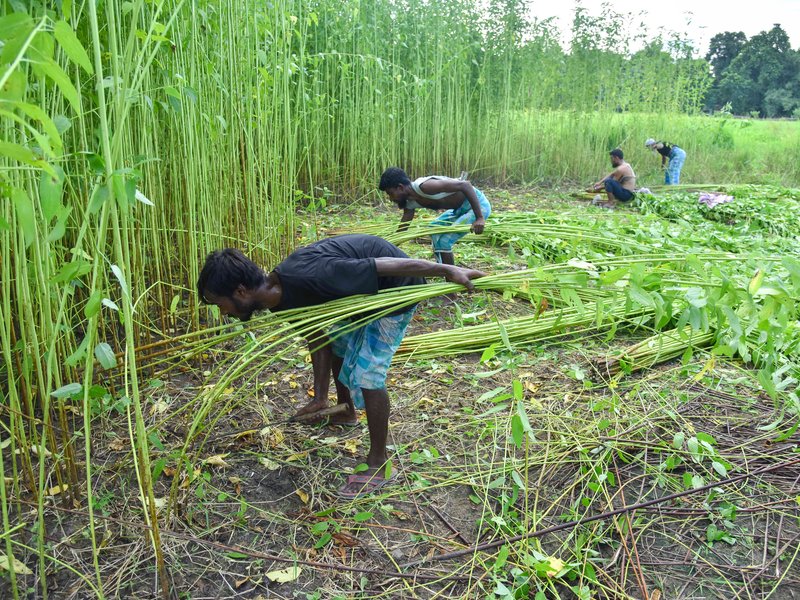 Govt interventions in plant‑based fibre sector convert residue into rural income: Report