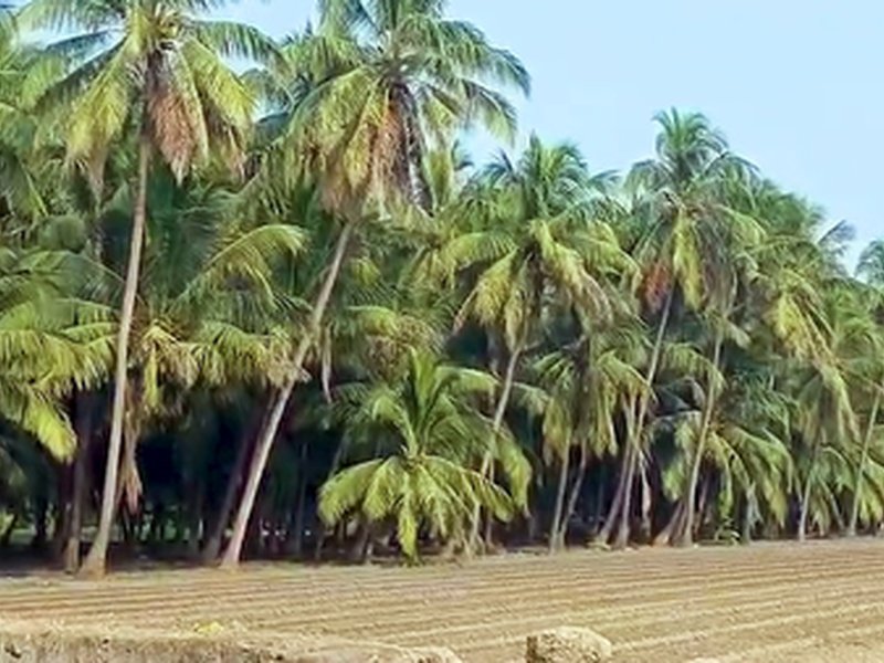 Gujarat witnesses record rise in coconut production, annual yield crosses 26 crore mark