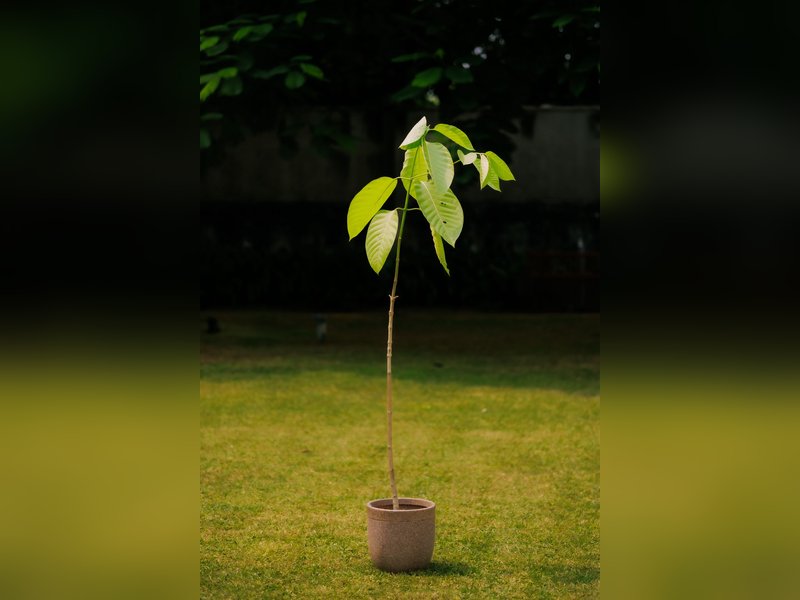 King Charles gifts Kadamb tree sapling to PM Modi on his 75th birthday 