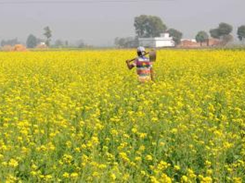 MSP hike on rabi crops shows govt commitment: Farmers 