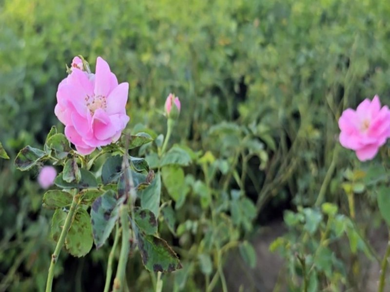 In UP’s Kannauj, rose cultivation giving a fillip to farmers’ income 