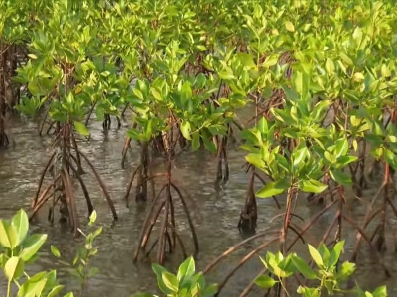 PM Modi spotlights Kutch mangrove revival in Mann Ki Baat, urges nationwide tree planting