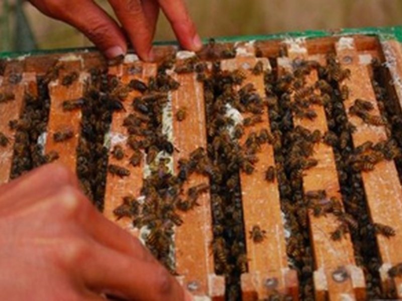 विश्व का दूसरा सबसे बड़ा शहद निर्यातक बना भारत, 1.07 लाख मीट्रिक टन का निर्यात किया