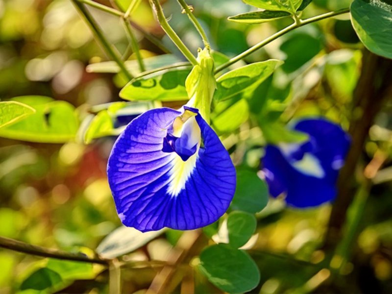 आयुर्वेदिक टिप्स: स्ट्रेस और टेंशन को कहे अलविदा, रोजाना करें शंखपुष्पी का सेवन