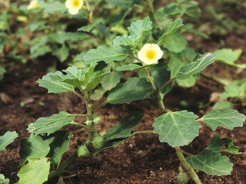 गोखरू: मूत्र और वात संबंधी रोगों का आयुर्वेदिक उपचार, जानिए फायदे