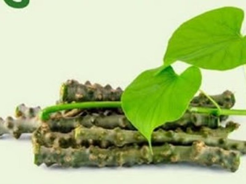 तीन दोषों को संतुलित करके कैंसर से भी लड़ने में सहायक है गिलोय, बढ़ाता है रोग प्रतिरोधक क्षमता