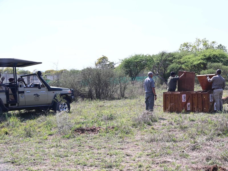 President Murmu, Botswana President witness release of Cheetahs at nature reserve