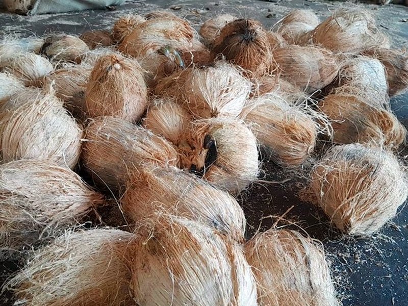 कर्नाटक : टिपटूर नारियल को जल्द मिल सकती है जीआई टैग की पहचान, किसानों की पुरानी मांग होगी पूरी