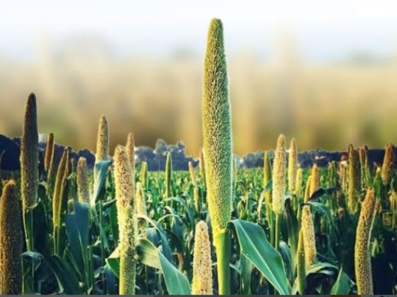 डायबिटीज के मरीजों को सर्दियों में सता रही खानपान की चिंता? गेहूं नहीं, इन मोटे अनाज का करें सेवन