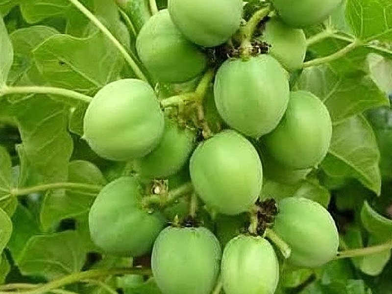 खूबसूरती बढ़ाने में रजनजोत का कोई जोड़ नहीं, बाल झड़ने और स्किन से जुड़ी परेशानी भी होगी दूर