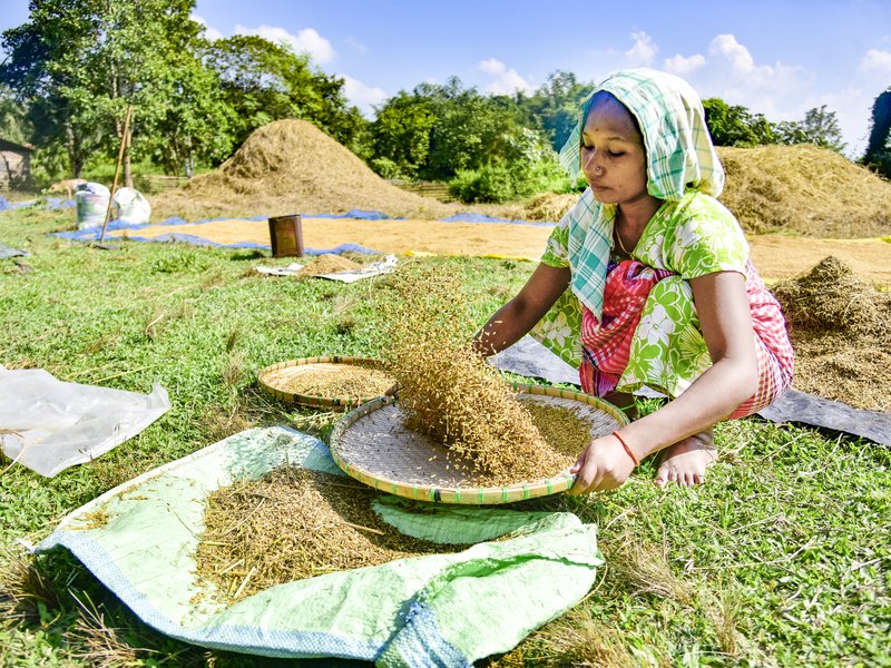 भारत का खाद्यान्न उत्पादन बीते 10 वर्षों में 100 मिलियन टन से अधिक बढ़ा 