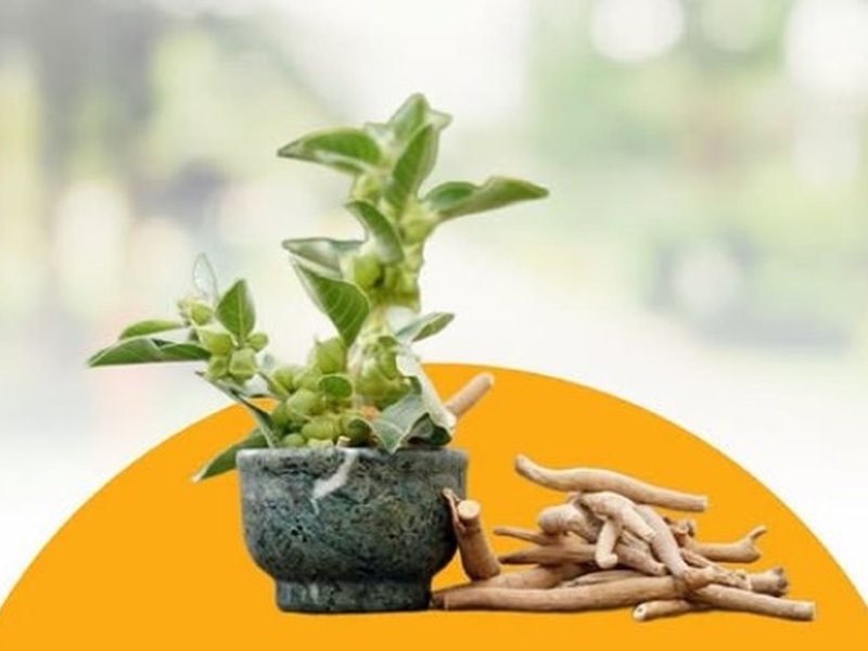 Ashwagandha benefit