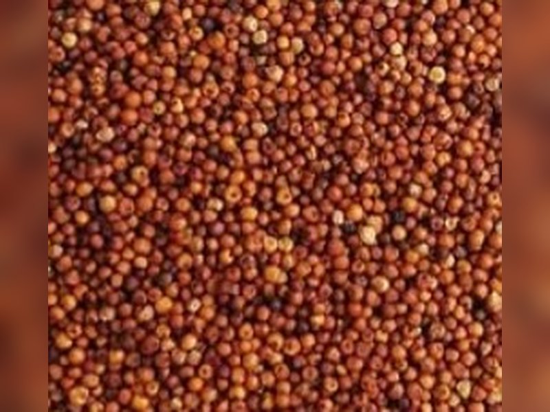 Finger millet, Raagi