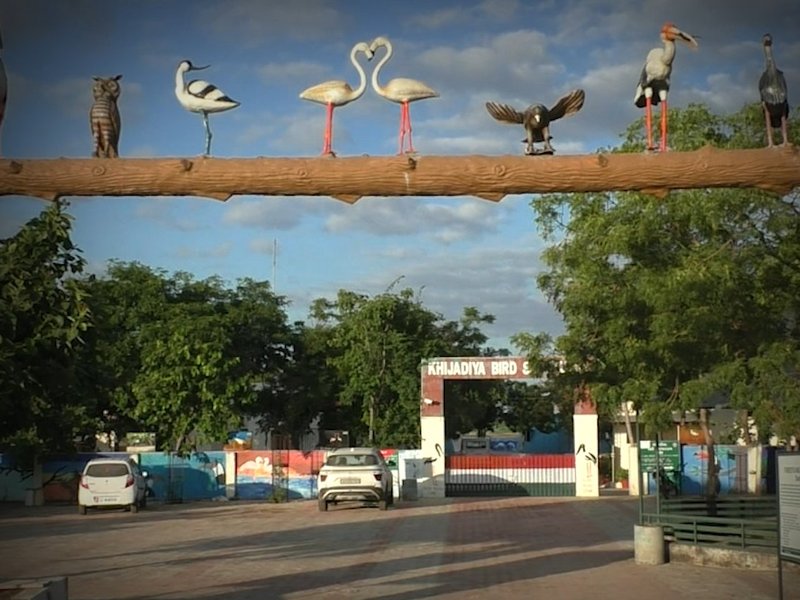 गुजरात: प्रवासी पक्षियों की चहचहाहट से गूंज रहा खिजड़िया पक्षी अभयारण्य, देखने के लिए उमड़े पर्यटक 
